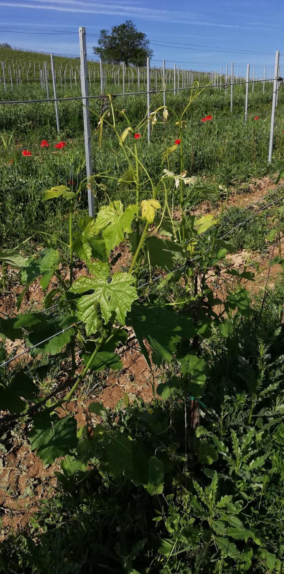 La Giribaldina Winery & Farmhouse Calamandrana Luaran gambar